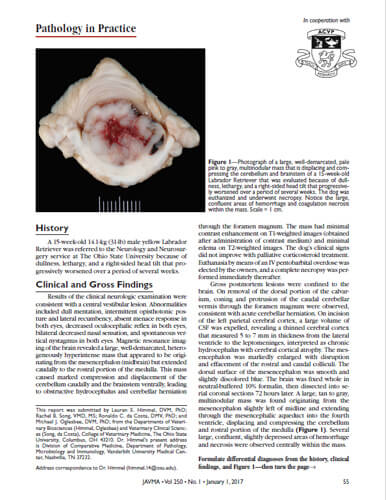 Pathology in Practice – Primitive neuroectodermal tumor. Journal of the American Veterinary Medical Association (2017)