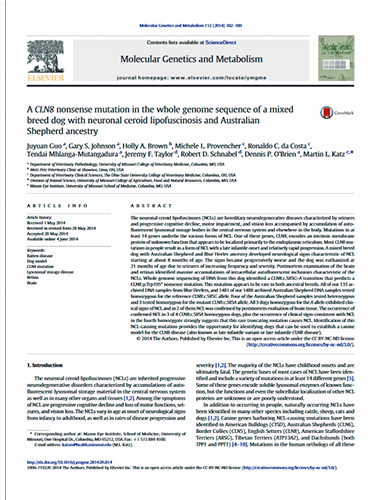 A CLN8 nonsense mutation in the whole genome sequence of a mixed breed dog with neuronal ceroid lipofuscinosis and Australian Shepherd ancestry. Molecular Genetics and Metabolism (2014)